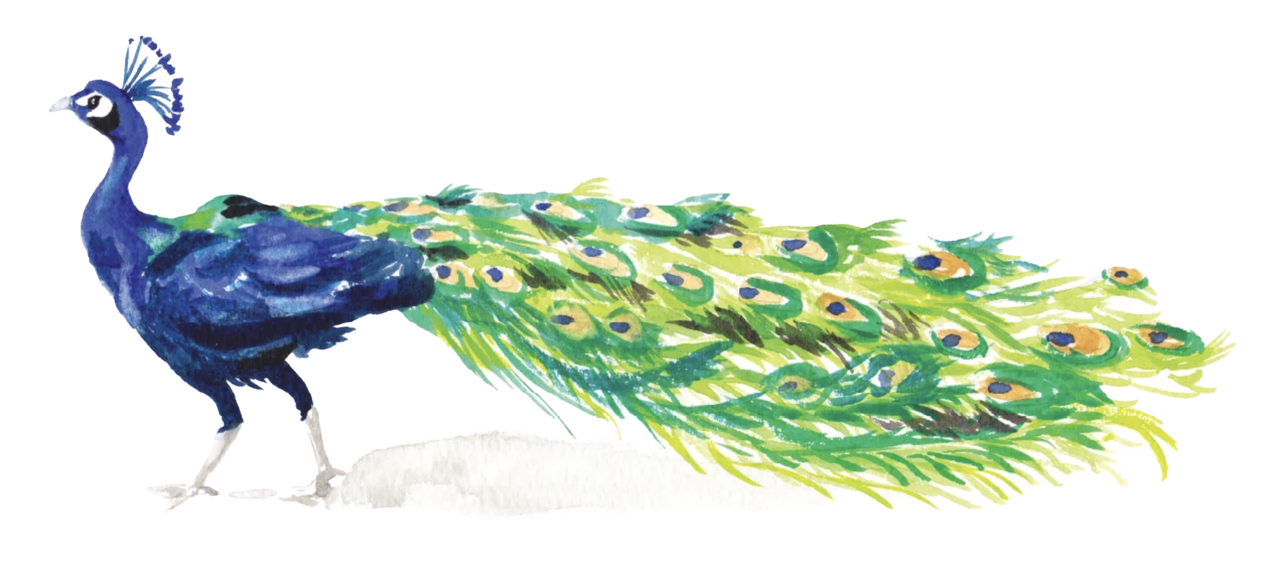 PavoReal-1.png